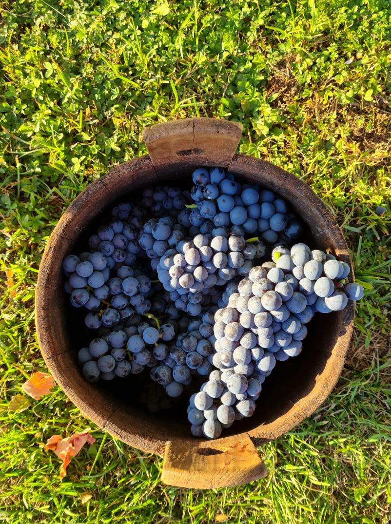 Društvo vinogradnikov Kostanjevica na Krki