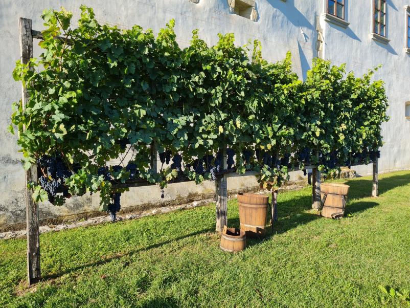 Društvo vinogradnikov Kostanjevica na Krki