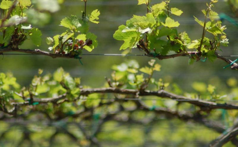 Ocenjevanje vin Otočec, Dolenjska