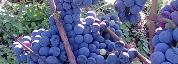 Promocija in ocenjevanje vin Otočec