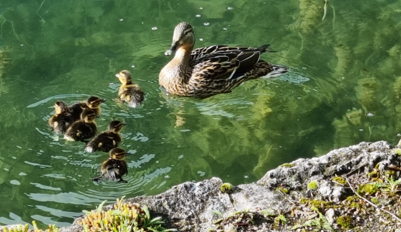 Rent a spacious apartment Kranjska Gora