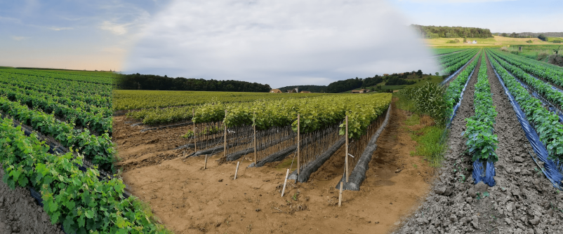 Sadike za vino Ptuj Podravska Slovenija 