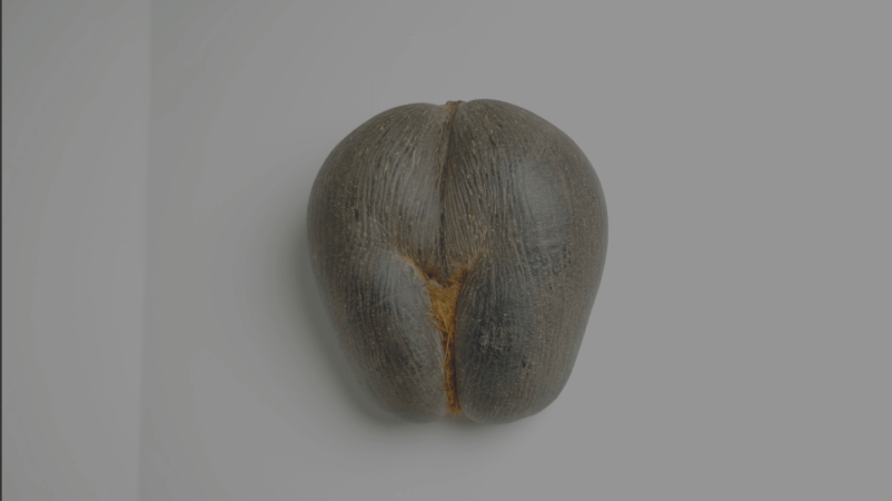 Samoplačniški ginekolog Ljubljana, Bežigrad