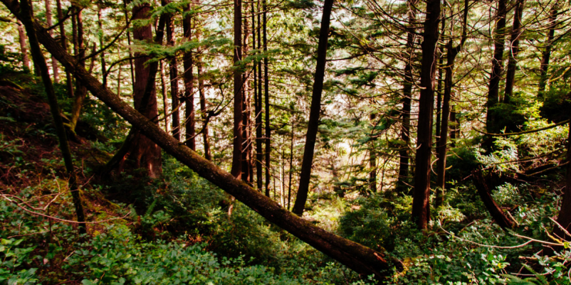 Sečnja in spravilo lesa Novo mesto