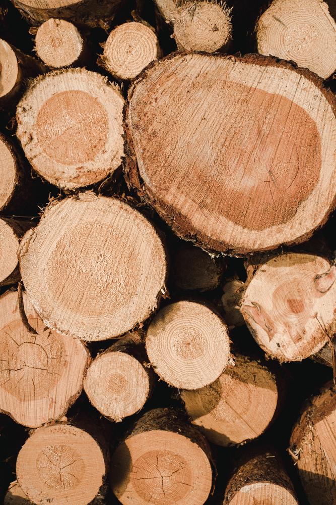 Sečnja in spravilo lesa Obrov, Primorska