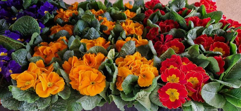 Prodaja sadik in krmil