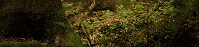 Teambuilding, pobeg v gozdu, darilni bon Slovenija