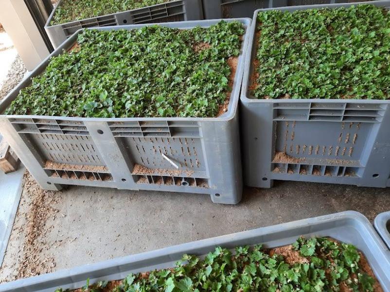 Trsne sadike za vino Ptuj