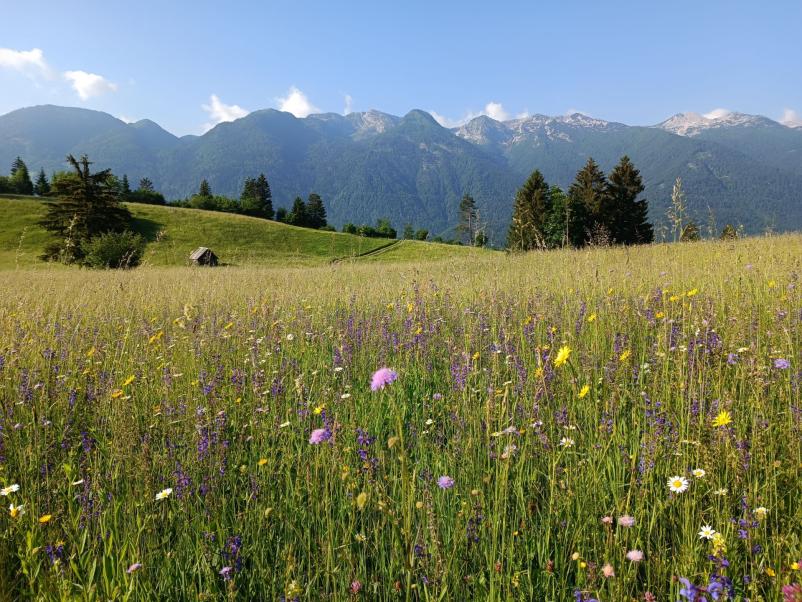 Poceni apartma v Bohinju