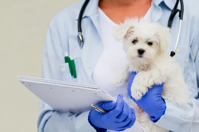 Če iščete veterinarja v Murski Soboti, smo prava izbira za vas!