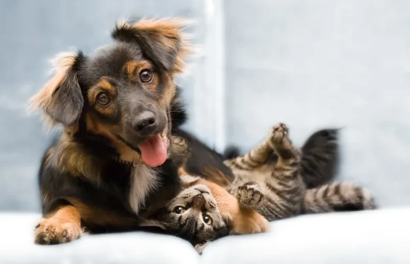Dober veterinar Murska Sobota
