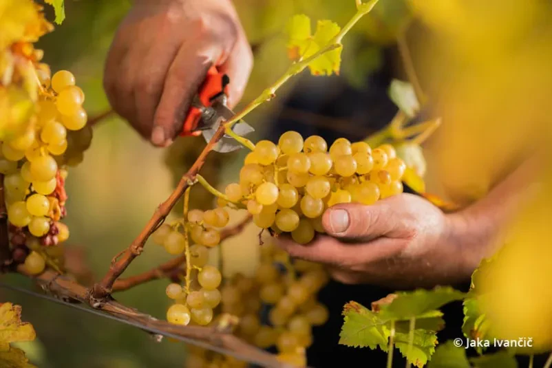 vinarija Brič