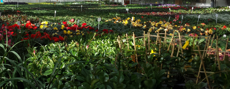 Vrtni center Rogaška