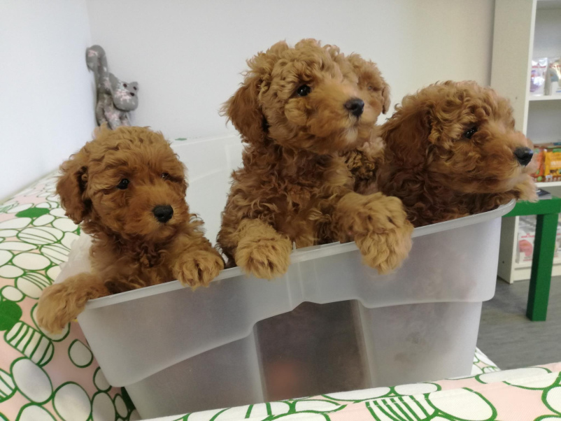 Ambulanta za male živali Črnomelj