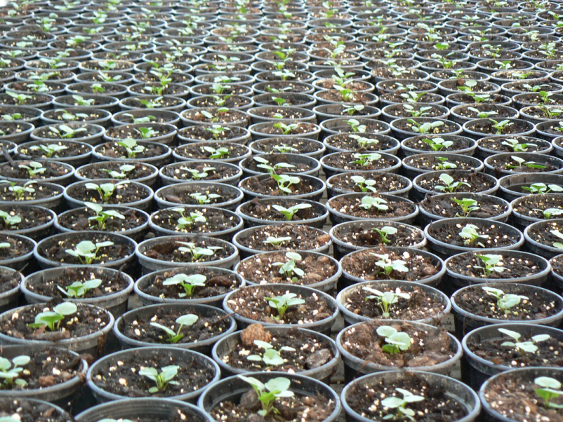 Ugodno zelenjavarstvo Celje