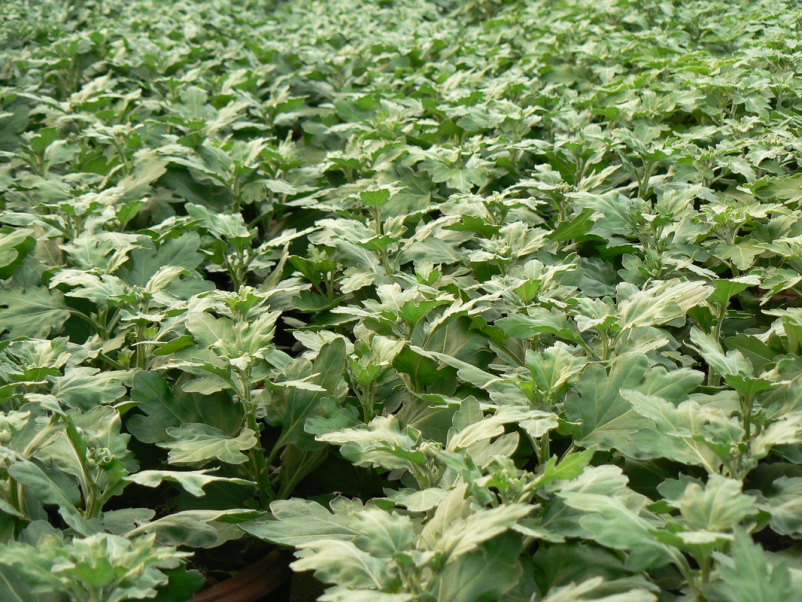 Kvalitetno zelenjavarstvo Celje