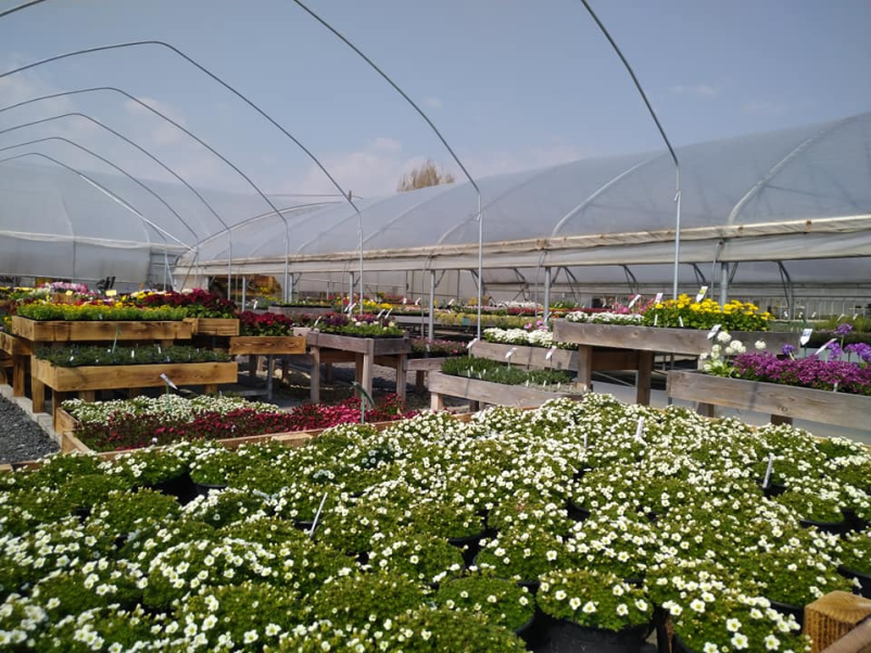 Vrtne trajnice Pomurje