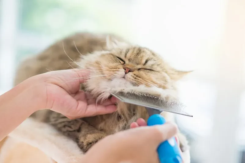 salon za male živali