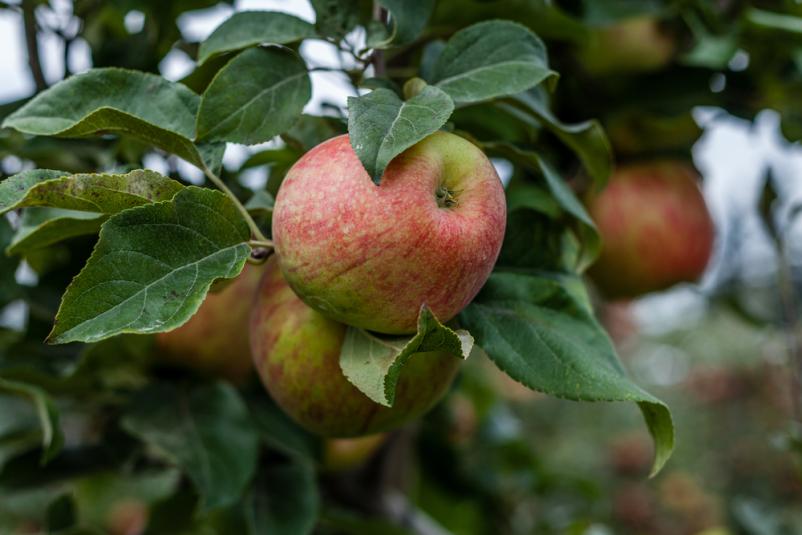 Sadjarstvo na turistični kmetiji Prvačina