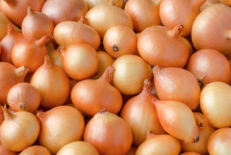 Veleprodaja domače čebule Slovenija