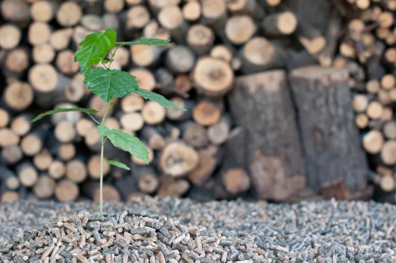 Brin – Ihr Partner für erstklassiges Holz aus Slowenien.
