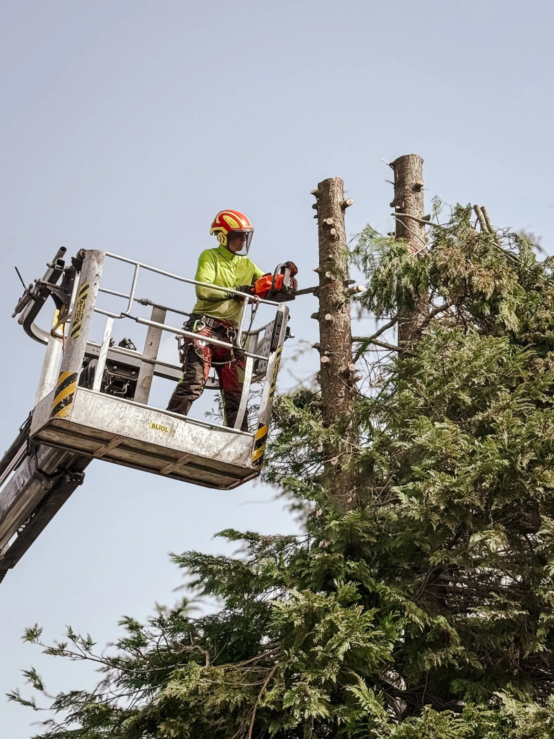 Višinska dela z vrvjo Gorenjska