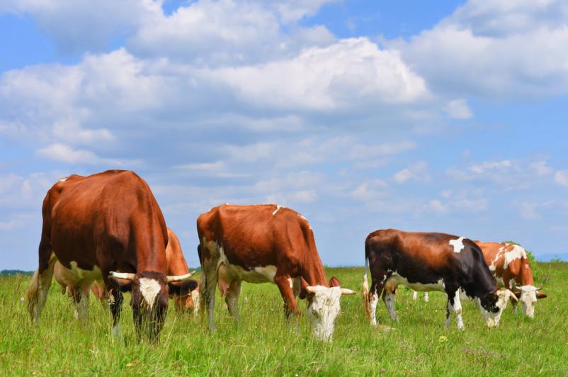 Agrarna skupnost Nomenj, Log, Lepence, Bitnje, Gorenjska