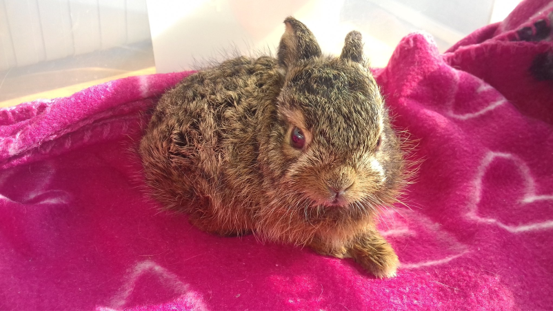 Dober veterinar Ljubljana, okolica