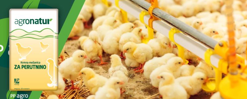 Krmilo za nesnice Maribor, Podravska