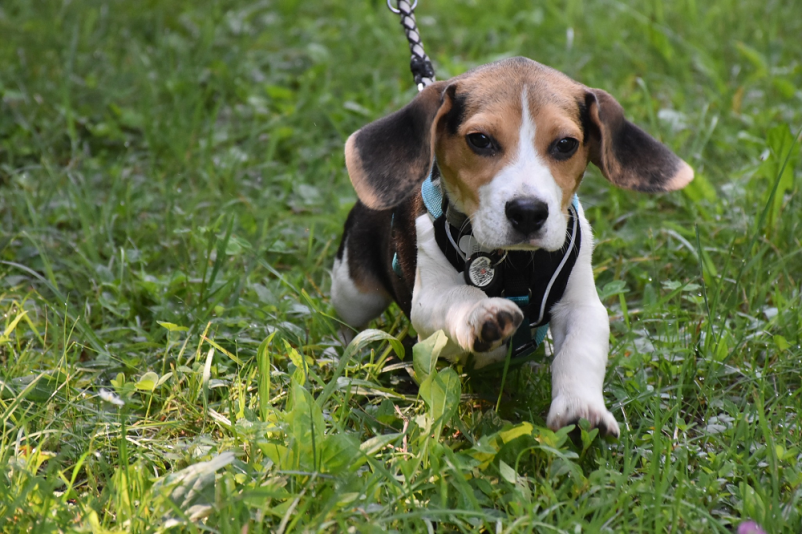 Za najboljšo šolo za pse v Ljubljani velja Pasja šola Bajka