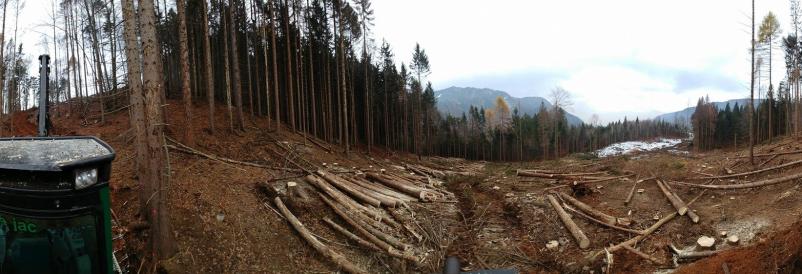 Posek lesa Gorenjska