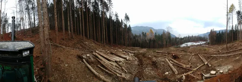 Posek lesa Gorenjska