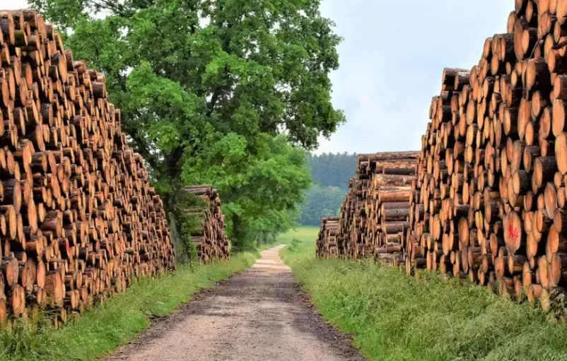 Spravilo lesa