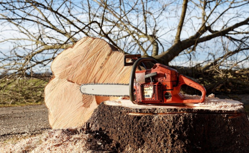 Ugodna sečnja in spravilo lesa Dolenjska