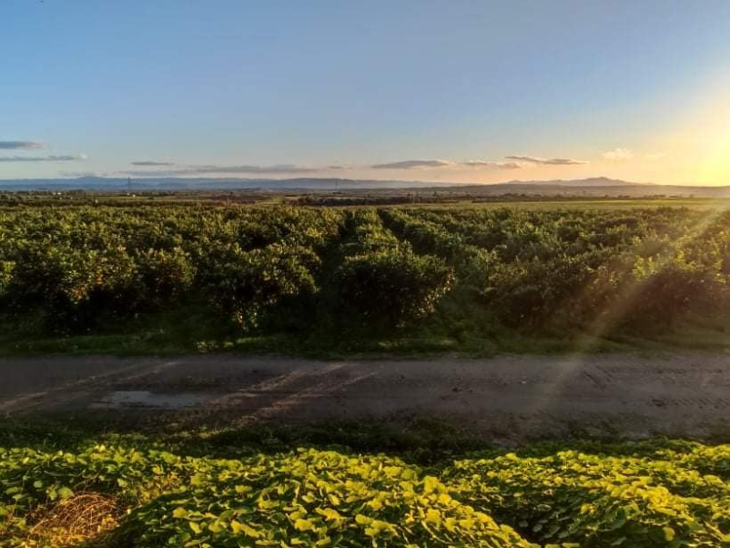 Ugodne sadne sadike Goriška regija