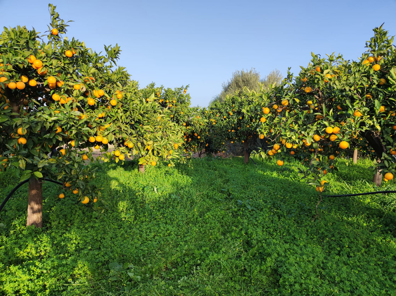 Ugodne sadne sadike Goriška regija
