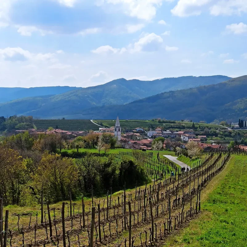 Best Slovenian wine