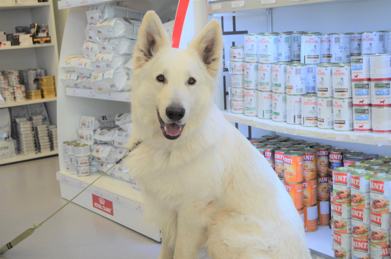 Zdravljenje za male živali Pomurje