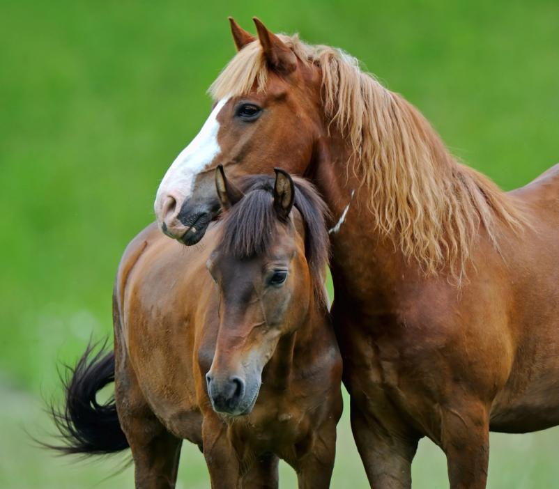 Development of blood mixtures in horses