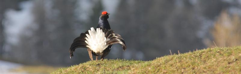 lovni turizem jesenice gorenjska