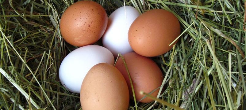 Prodaja dnevno svežih jajc Kamik