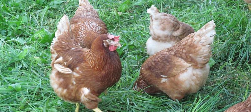 Prodaja svežih jajc kokoši