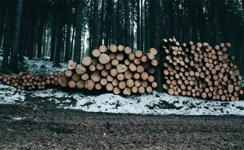 Prodaja lesa Dolenjska