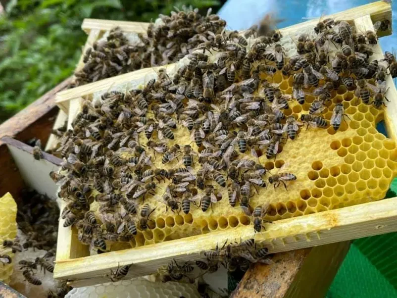 Queen bee Apis mellifera carnica