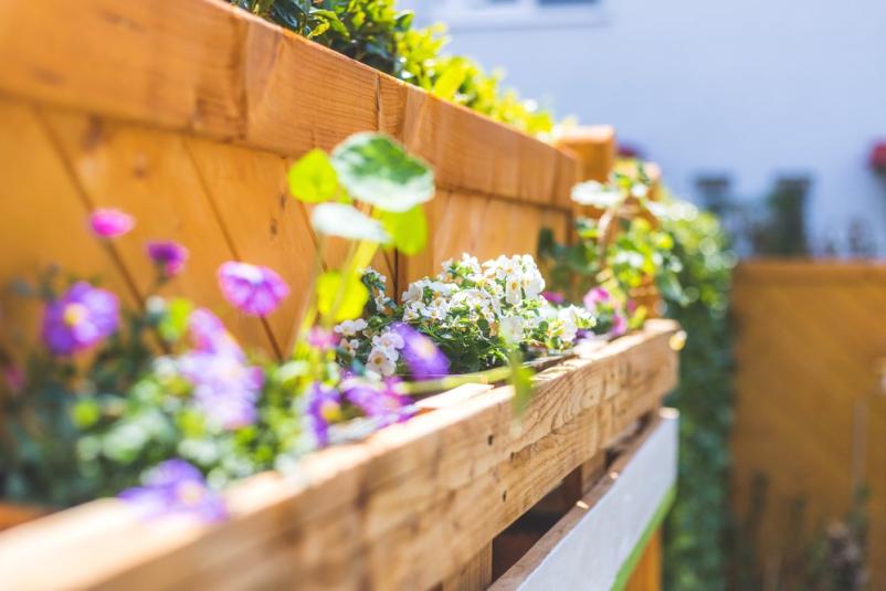 Prodaja cvetja za balkon tržnica Ljubljana