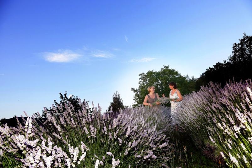 Izdelki iz sivke Brda