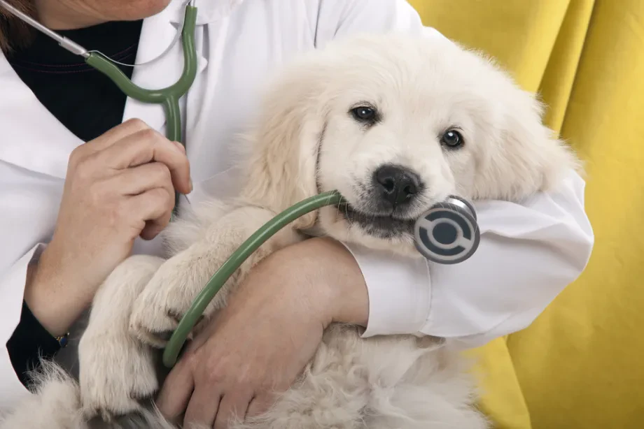 Pes pri veterinarju