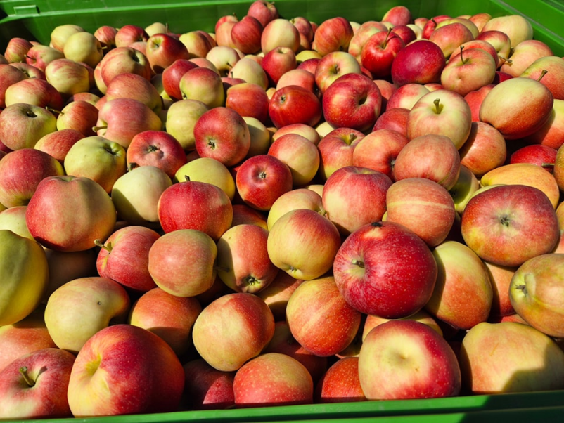 Kakovostna pridelava in prodaja jabolčnega soka in kisa Pomurje