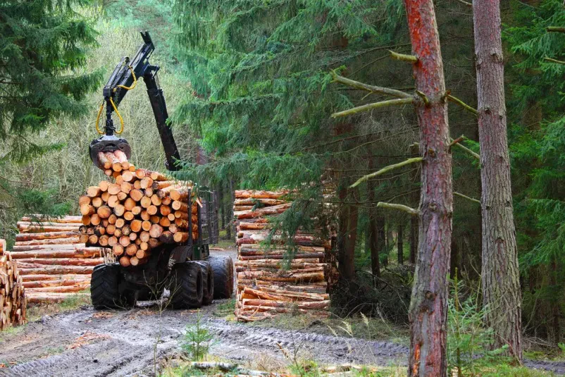 Sečnja lesa Zasavje