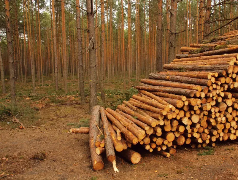 Sečnja in spravilo lesa Zasavje